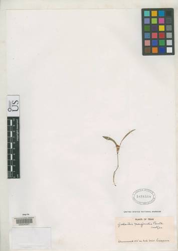 Nanogalactia heterophylla