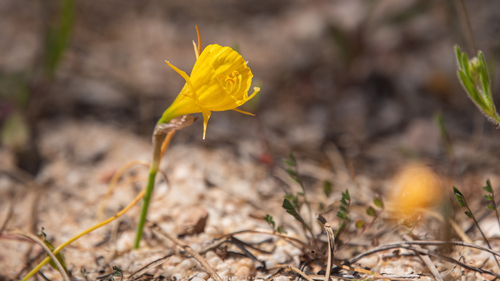 Narcissus bulbocodium (Petticoat daffodil) — photo