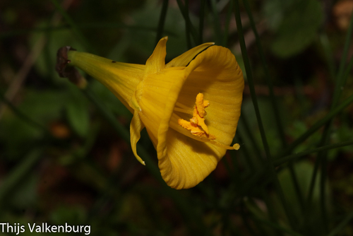 Narcissus bulbocodium (Petticoat daffodil) — photo
