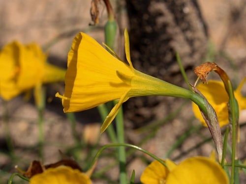 Narcissus bulbocodium