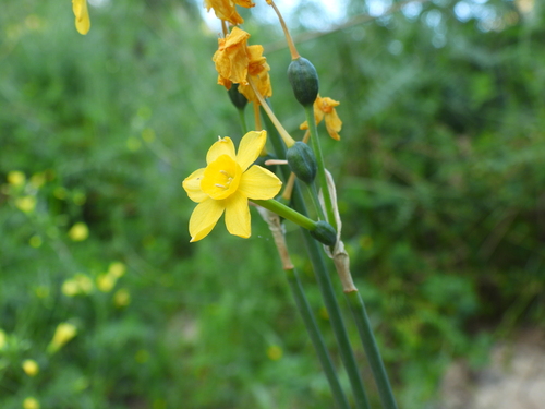 Narcissus jonquilla (Jonquil) — photo