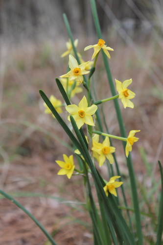 Narcissus jonquilla (Jonquil) — photo