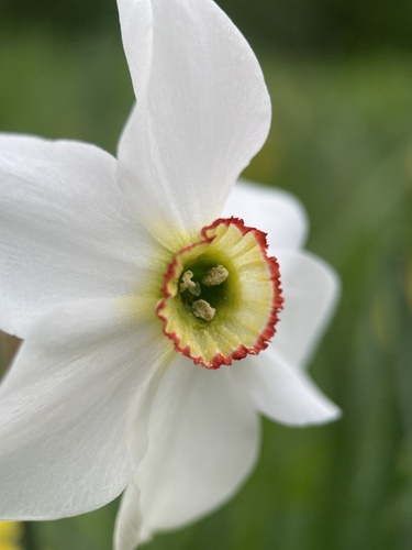 Narcissus poeticus (Poet's narcissus) — photo