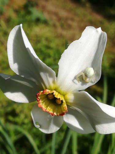 Narcissus poeticus (Poet's narcissus) — photo