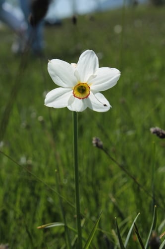Narcissus poeticus