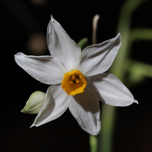Narcissus tazetta (Narciso nostrale) — photo