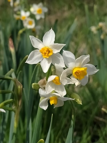 Narcissus tazetta