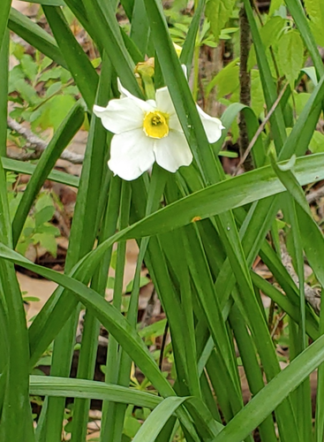 Narcissus x medioluteus