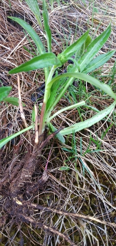 Nardostachys jatamansi (Spikenard) — photo