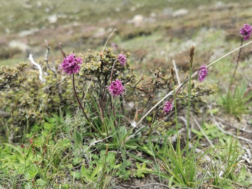 Nardostachys jatamansi (Spikenard) — photo