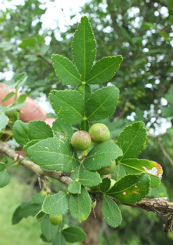 Naringi crenulata (Hesperethusa) — photo