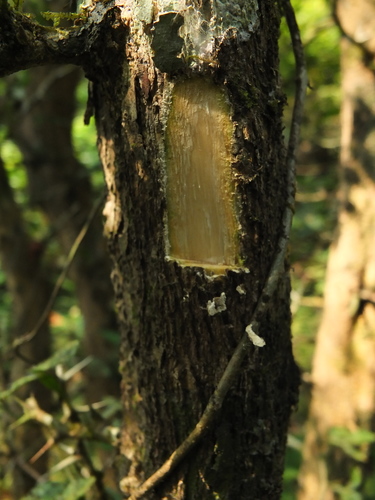 Naringi crenulata (Hesperethusa) — photo