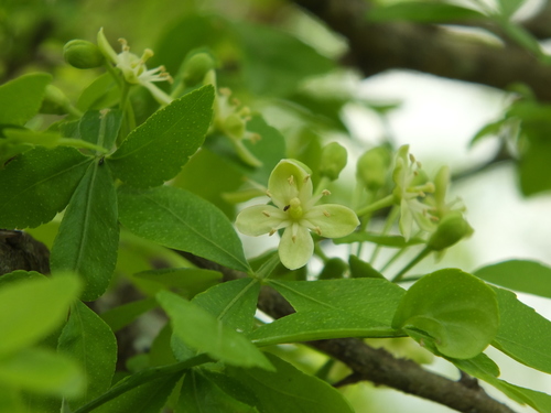 Naringi crenulata