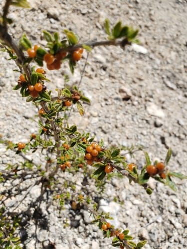 Nashia inaguensis (Moujean tea) — photo