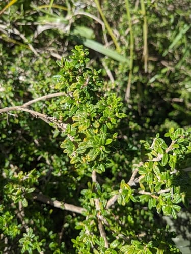Nashia inaguensis (Moujean tea) — photo