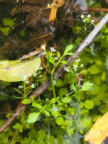 Nasturtium floridanum (Florida watercress) — photo