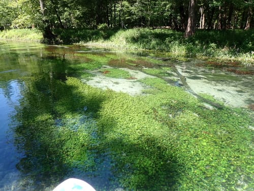 Nasturtium floridanum (Florida watercress) — photo