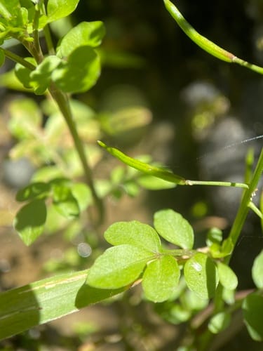Nasturtium microphyllum (One-rowed watercress) — photo