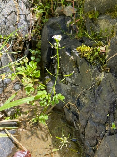 Nasturtium microphyllum (One-rowed watercress) — photo