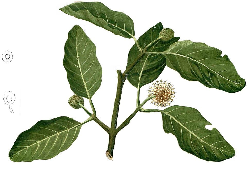 Nauclea subdita (Yellow bangkal tree) — photo