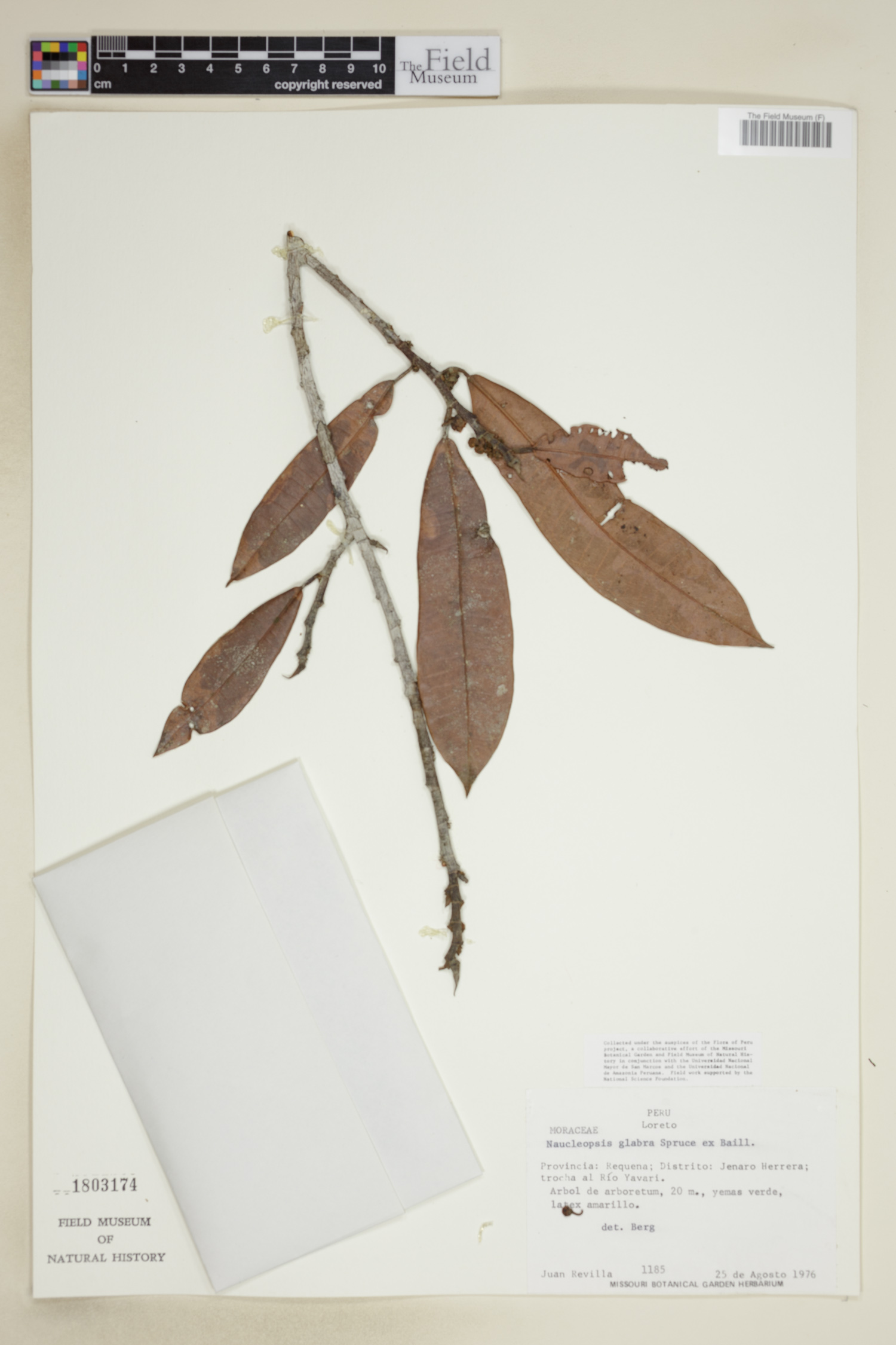Naucleopsis herrerensis
