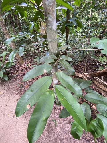 Naucleopsis oblongifolia (Oblong leaf naucleopsis) — photo