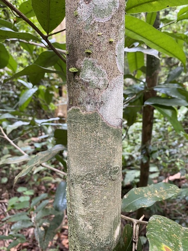 Naucleopsis oblongifolia (Oblong leaf naucleopsis) — photo