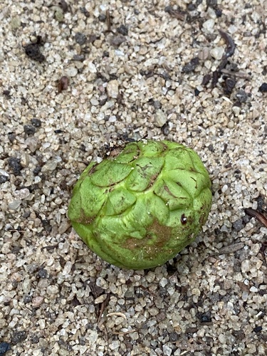 Naucleopsis oblongifolia