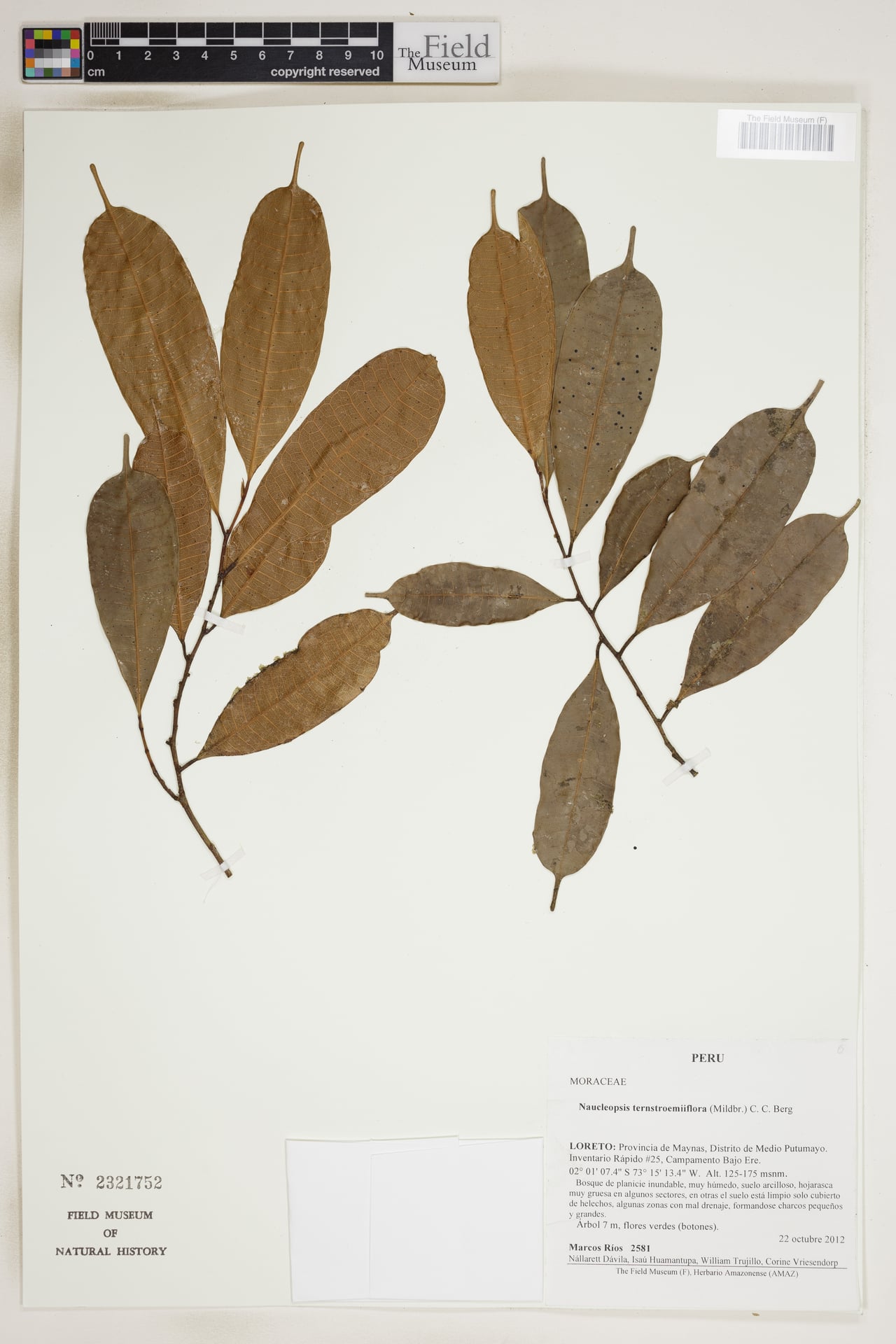 Naucleopsis ternstroemiiflora