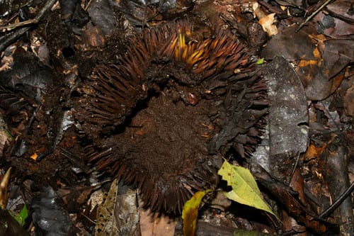 Naucleopsis ulei (Balsamo) — photo
