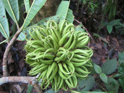 Naucleopsis ulei subsp. andina