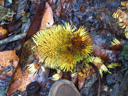 Naucleopsis ulei subsp. andina — photo
