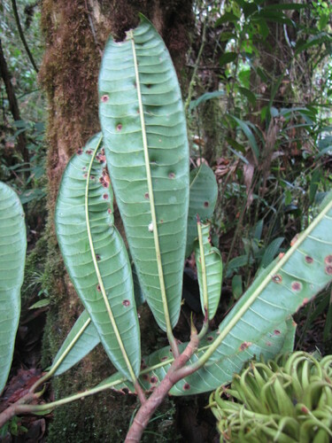 Naucleopsis ulei (Balsamo) — photo