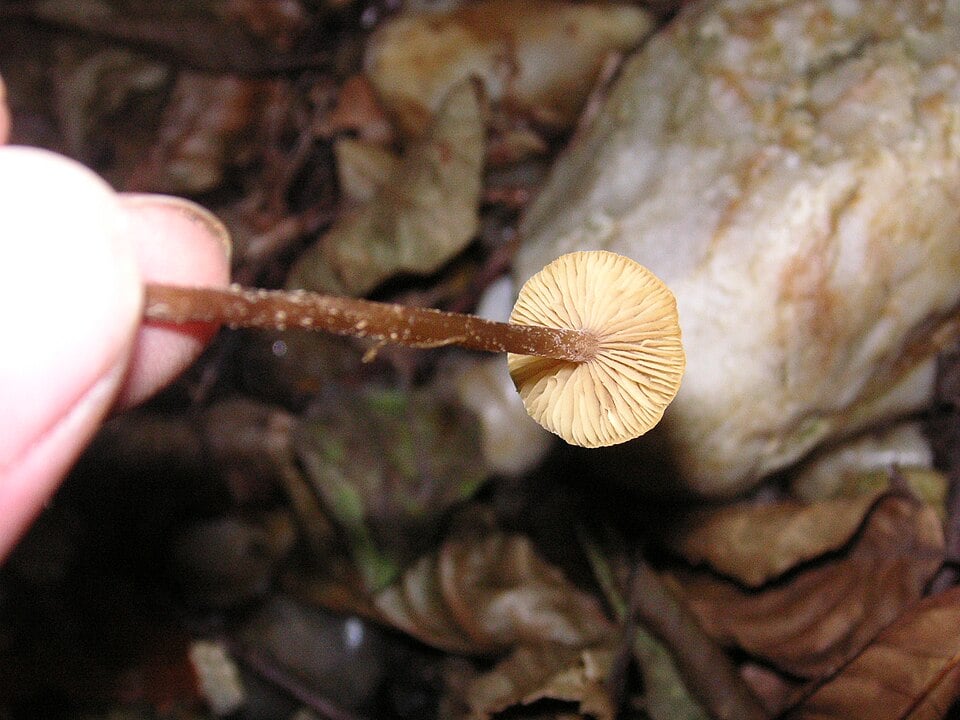 Naucoria sp