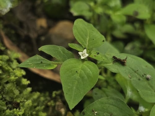 Neanotis hirsuta — photo