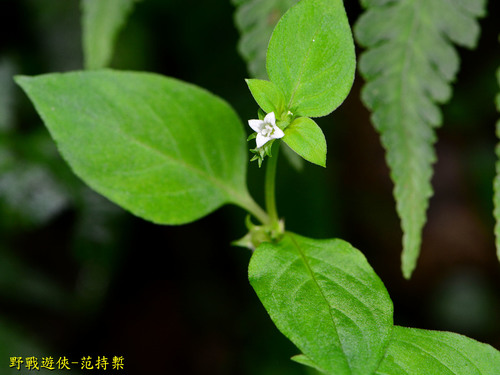 Neanotis hirsuta