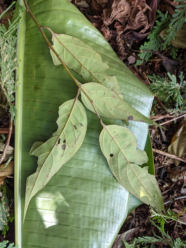 Nectandra cuspidata (Cuspidate nectandra) — photo