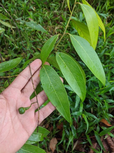 Nectandra cuspidata (Cuspidate nectandra) — photo