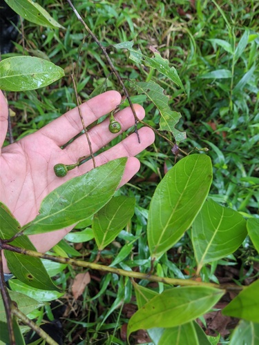Nectandra cuspidata