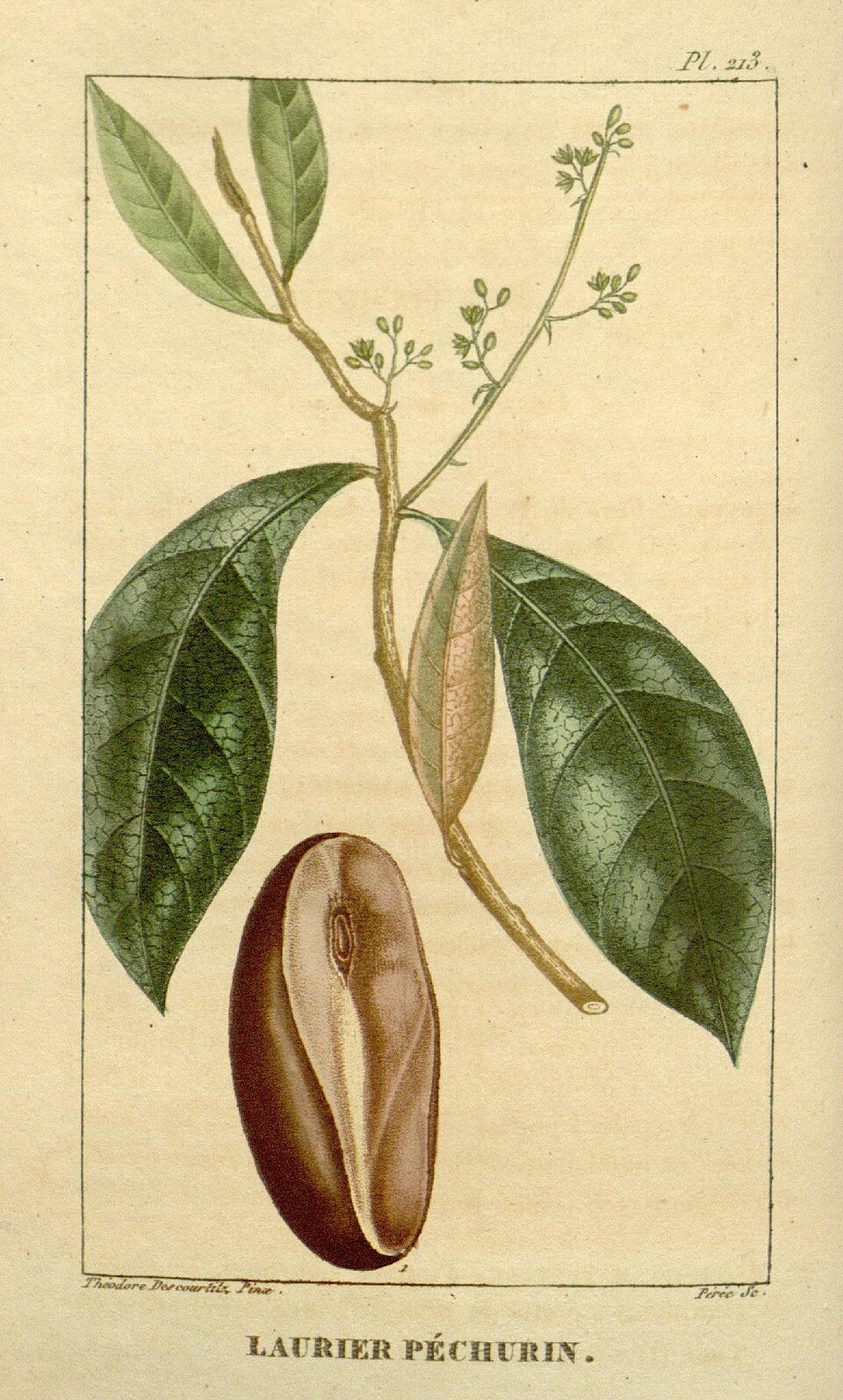 Nectandra pichurim (Pichurim nectandra) — photo