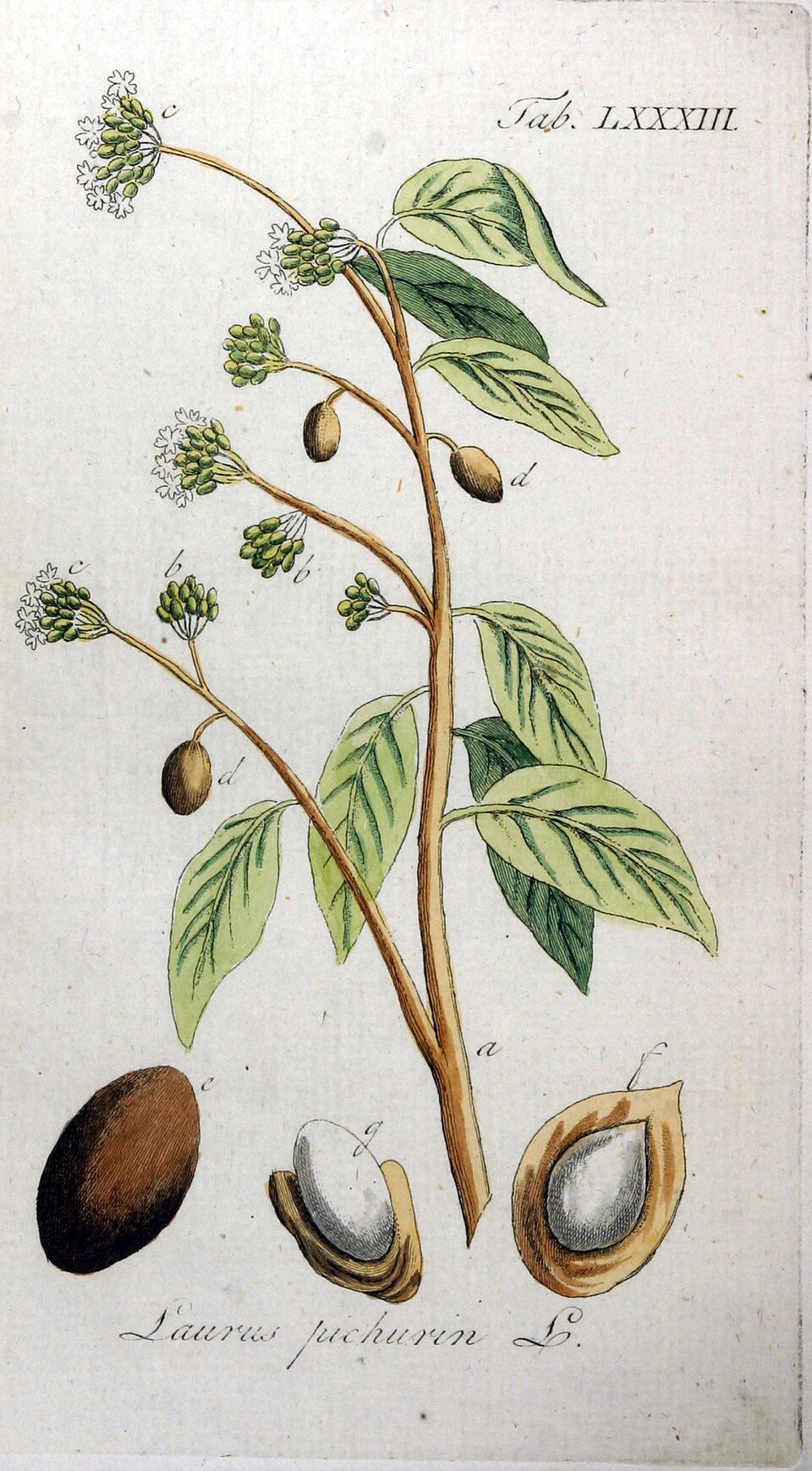 Nectandra pichurim