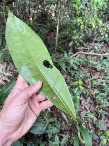 Neea floribunda (Big leaf sakusaku) — photo
