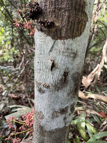 Neea floribunda (Big leaf sakusaku) — photo