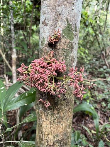 Neea floribunda