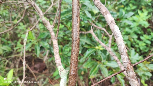 Neea hermaphrodita — photo