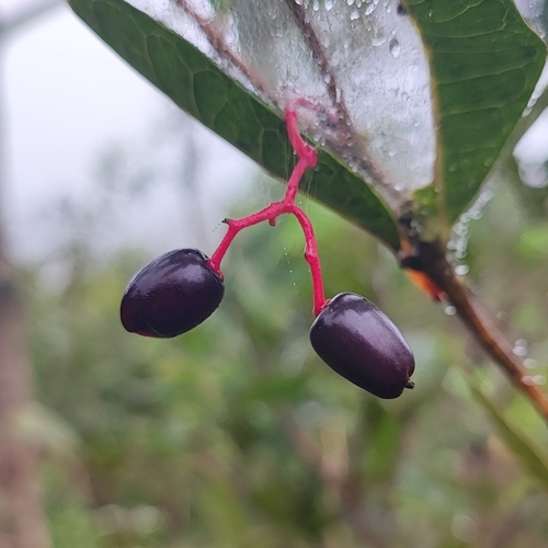 Neea hermaphrodita