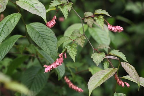Neillia sinensis — photo