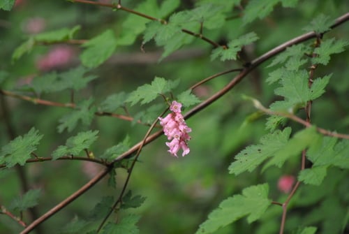 Neillia sinensis