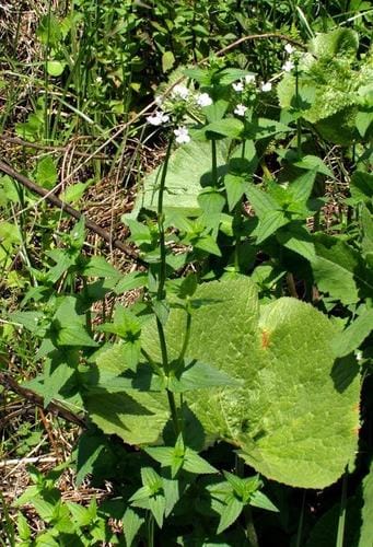 Nemesia albiflora — photo