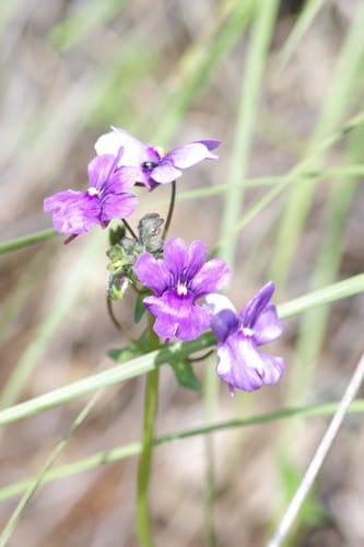 Nemesia caerulea — photo